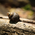 snail, shell, free animal stock photo, royalty-free image