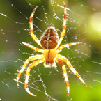spider, spider picture, free stock photo, royalty-free image