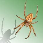 spider, spider photo, arachnid, insect, animal, photo, free photo, stock photos, royalty-free image