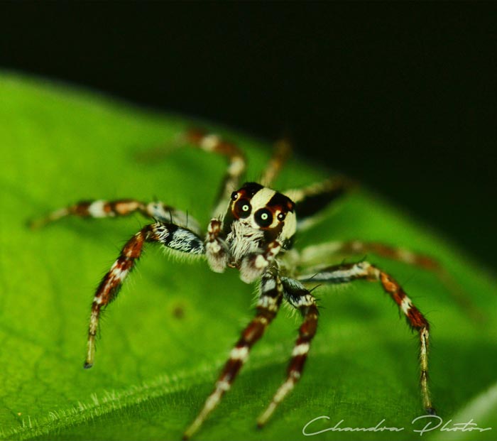 spider, spider on leaf, arachnid, insect, macro photography, free insect stock photo, royalty-free image, Chandra Photos