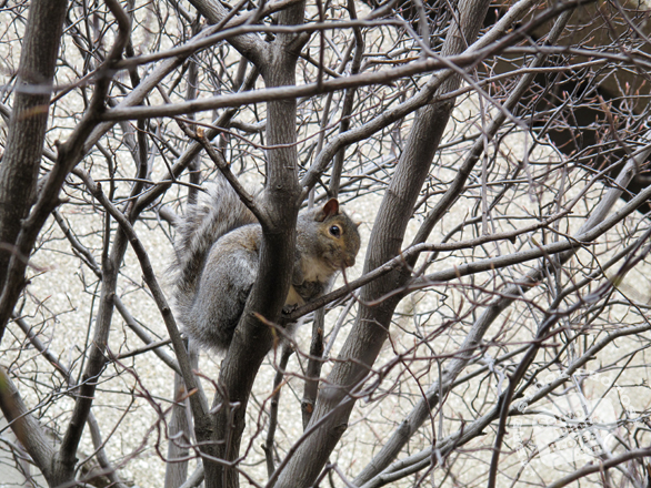 squirrel, squirrel photo, animal, wild animal, grass, photo, free photo, stock photos, royalty-free image
