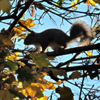 squirrel, animal, wild animal, tree, photo, free photo, stock photos, royalty-free image