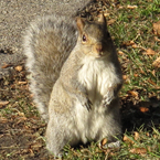 squirrel, animal, wild animal, grass, photo, free photo, stock photos, royalty-free image