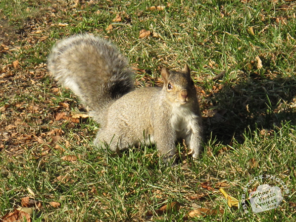 squirrel, squirrel photo, animal, wild animal, grass, photo, free photo, stock photos, royalty-free image