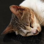 cat, feline, felis, domestic cat, feral cat, stray cat, sleeping cat, mammal, cat photo, cat picture, cat images, animal photo, free photo, stock photos, royalty-free image, free download image, stock images for free, stock photography images