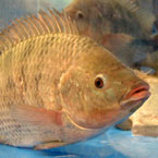 fish, tilapia, tilapia picture, free stock photo, royalty-free image