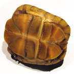 tortoise, turtle, turtle shell, pet turtle, pet, animal, photo, free photo, stock photos, royalty-free image