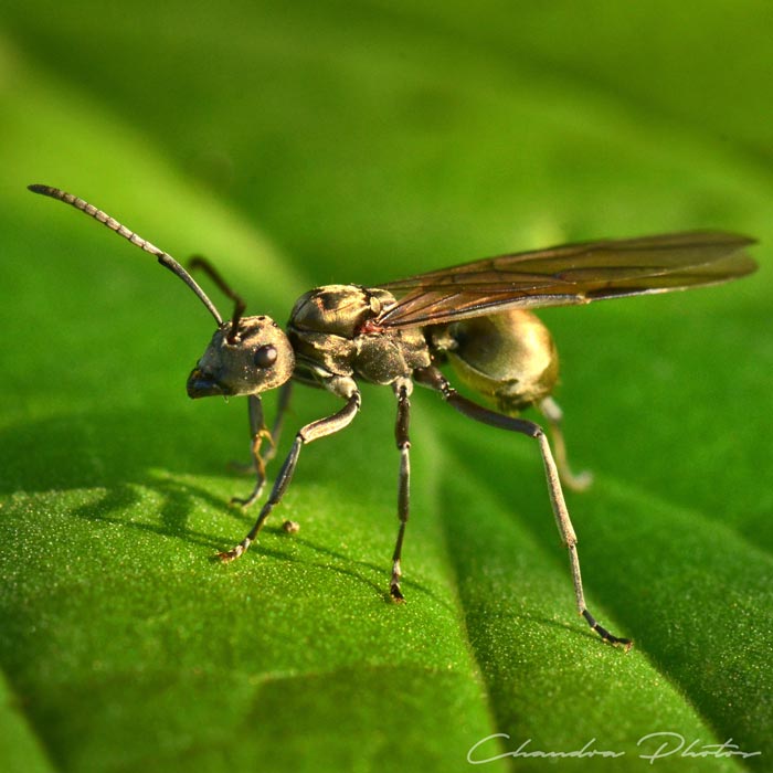 flying ant, winged ant, winged ant on leaf surface, pest insect, macro photography, green leaves, free insect stock photo, royalty-free image, Chandra Photos