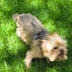 yorkshire terrier, pet dog, breed dog, free stock photo, free image, royalty-free picture
