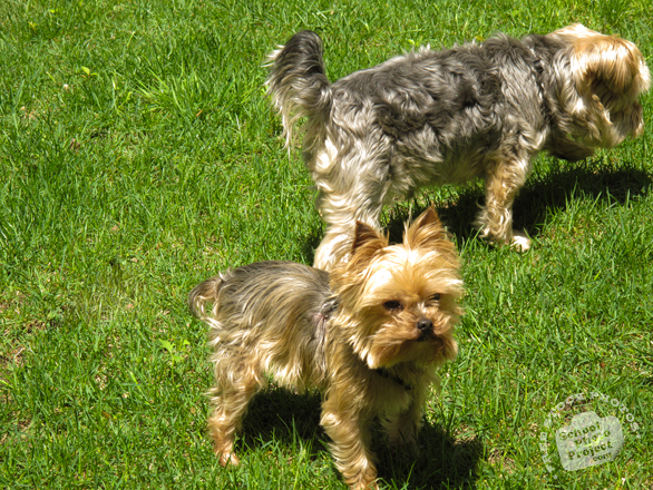 yorkshire terrier, dog, dog breed, dog photo, canine, pet, animal, photo, free photo, stock photos, royalty-free image
