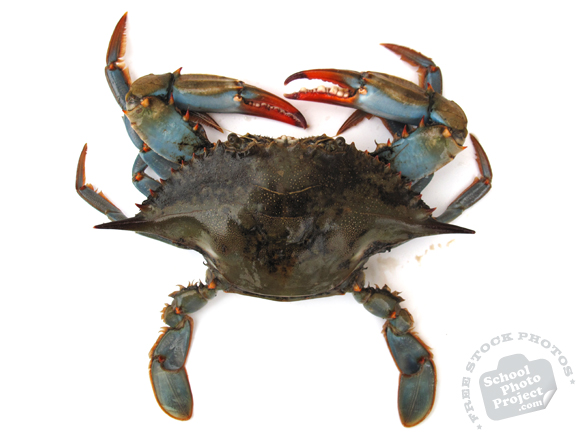 blue crab, crab, blue crab photo, crab picture, fish, seafood, animal, free foto, free photo, stock photos, picture, image, free images download, stock photography, stock images, royalty-free image