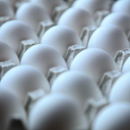 chicken egg, white egg, eggs in carton, free foto, free photo, picture, image, free images download, stock photography, stock images, royalty-free image