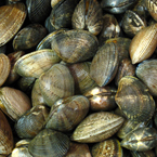 clam, clams, clam photo, shell fish, fish, seafood, animal, photo, free photo, stock photos, royalty-free image