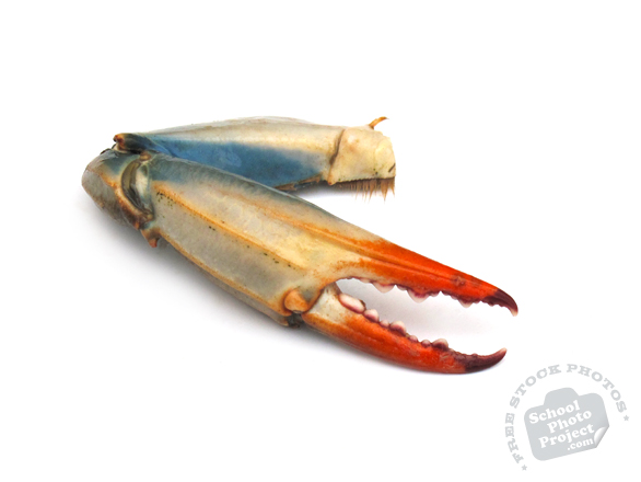blue crab, crab, crab claw, blue crab photo, crab picture, seafood, free foto, free photo, stock photos, picture, image, free images download, stock photography, stock images, royalty-free image