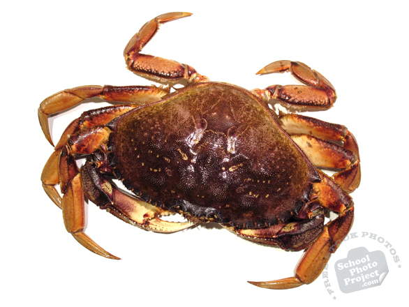 dungeness crab, crab photo, dungeness crab photo, seafood, free foto, free photo, stock photos, picture, image, free images download, stock photography, stock images, royalty-free image