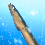 eel, seafood, fresh water fish, free stock photo, picture, free images download, stock photography, royalty-free image
