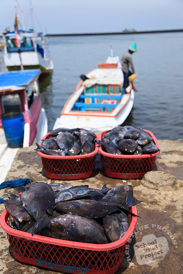 fresh catches, fresh fish, fish market, fisherman, free stock photo, picture, free images download, stock photography, royalty-free image