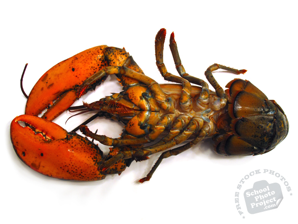 lobster, underbelly lobster, upside down lobster, seafood photo, free foto, free photo, stock photos, picture, image, free images download, stock photography, stock images, royalty-free image