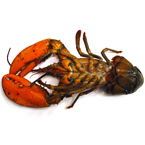 lobster, picture, free stock photo, royalty-free image