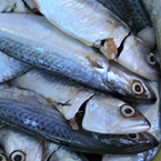 mackerel, pelagic fish, saltwater fish, seafood, free stock photo, picture, free images download, stock photography, royalty-free image