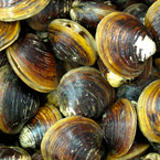 mussels, clams, seafood, free stock photo, picture, free images download, stock photography, royalty-free image