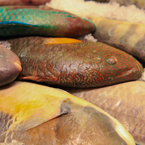 parrotfish, saltwater fish, fish market, seafood, free stock photo, picture, free images download, stock photography, royalty-free image