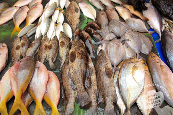 saltwater fish, fish stall, fish market, seafood, free stock photo, picture, free images download, stock photography, royalty-free image