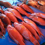 red coral trout, saltwater fish, fish stall, seafood market, free stock photo, picture, free images download, stock photography, royalty-free image