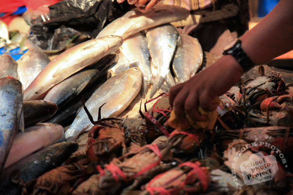 milkfish, crabs, fresh fish, fishmonger, fish stall, seafood market, free stock photo, picture, free images download, stock photography, royalty-free image