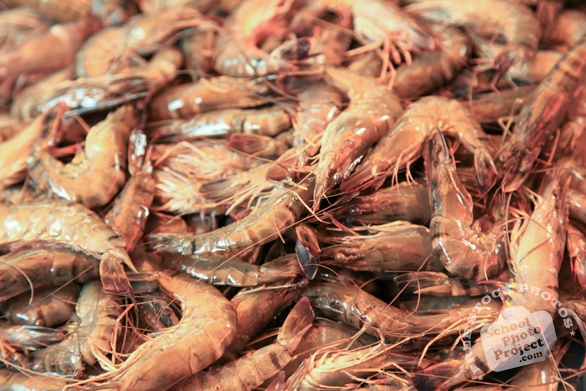 shrimps, prawns, seafood, free stock photo, picture, free images download, stock photography, royalty-free image