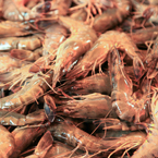 shrimps, prawns, seafood, free stock photo, picture, free images download, stock photography, royalty-free image