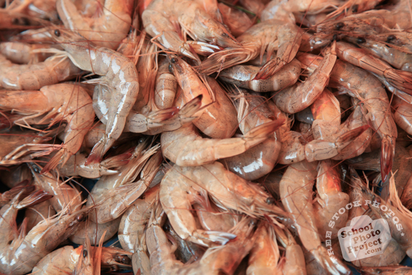 shrimps, prawns, crustacean, seafood, free stock photo, picture, free images download, stock photography, royalty-free image
