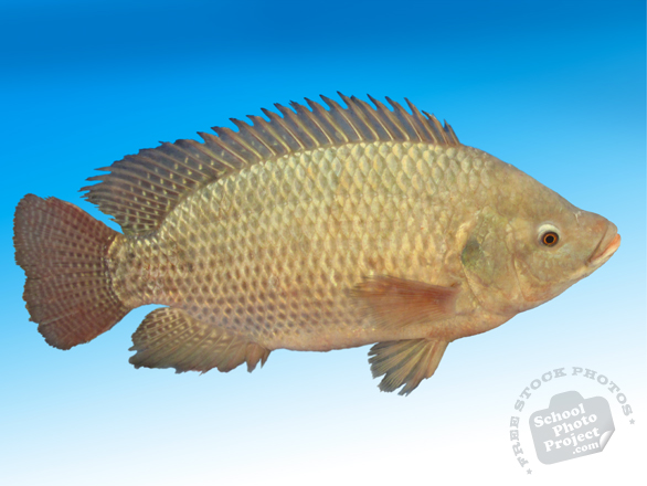 tilapia, live fish, seafood, free foto, free photo, stock photos, picture, image, free images download, stock photography, stock images, royalty-free image