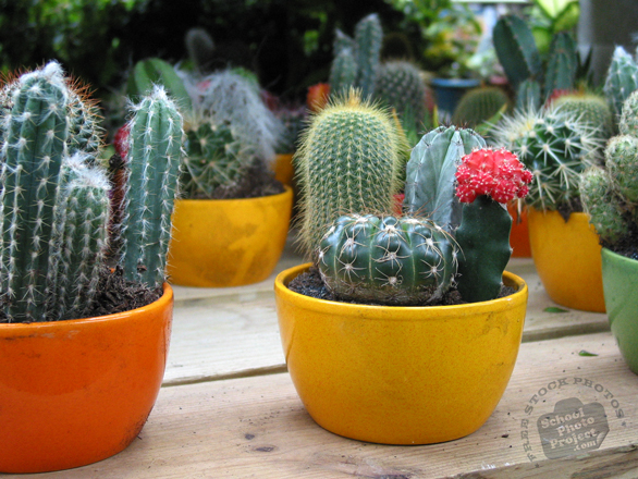 decorative cactus, cactus photo, mini cactus  plant, free stock photos, free pictures, free images download, stock photography, royalty-free image