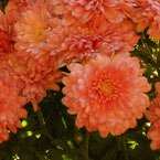chrysanthemum picture, free stock photo, royalty-free image