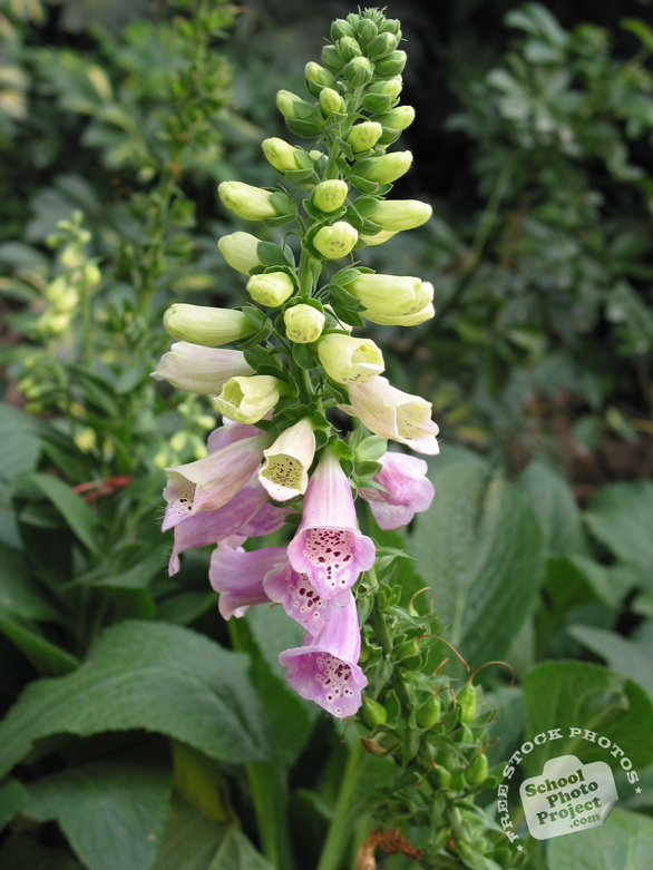 foxglove, digitalis, foxglove flower photo, blooming flowers, decorative plant, free stock photos, free pictures, free images download, stock photography, royalty-free image