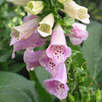 foxglove flower, flower picture, free stock photo, royalty-free image