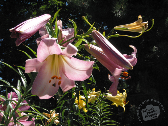 lily, pink lily, lilium flower photo, blooming flowers, decorative plant, free stock photos, free pictures, free images download, stock photography, royalty-free image