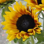 sunflower, sunflower photo, sunflower picture, sunflower image, flower, plant, décor, photo, free photo, stock photos, royalty-free image