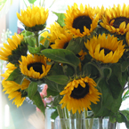 sunflower picture, free stock photo, royalty-free image