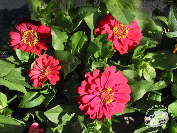 zinnia, red zinnia, zinnia flower photo, garden flower, blooming flowers, free stock photos, free pictures, free images download, stock photography, royalty-free image