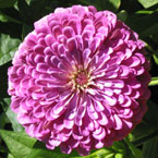 zinnia flower picture, free stock photo, royalty-free image