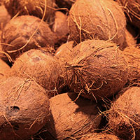 coconuts, brown coconut picture, free photo, royalty-free image