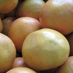grapefruit, grapefruit grapefruit picture, grapefruit image, fresh fruits, fruit photo, free stock photo, royalty-free image