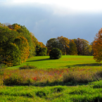 meadow, trees, fall season foliage picture, free stock photo, royalty-free image