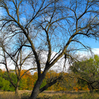 oak tree, maple tree, meadow, autumn, fall season foliage picture, free stock photo, royalty-free image