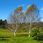 birch tree, bare trees, meadow, colorful autumn leaves, fall season foliage, panorama, nature photo, free stock photo, free picture, stock photography, royalty-free image