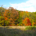 oak, maple, Canada trees, red tree, meadow, colorful autumn leaves, fall season foliage, sunny sky, panorama, nature photo, free stock photo, free picture, stock photography, royalty-free image