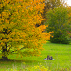 oak, maple, Canada trees, picnic, meadow, colorful autumn leaves, fall season foliage, sunny sky, panorama, nature photo, free stock photo, free picture, stock photography, royalty-free image