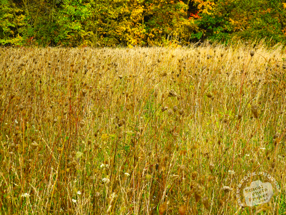 meadow, weeds, grass, oak tree, maple, colorful autumn leaves, fall season foliage, panorama, nature photo, free stock photo, free picture, stock photography, royalty-free image